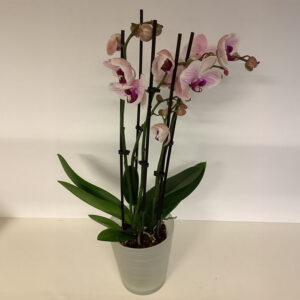 Blumen Nicolaye - Phaleanopsis Orchidee